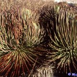 Agave striata ssp. falcata Mexico MB99.jpg